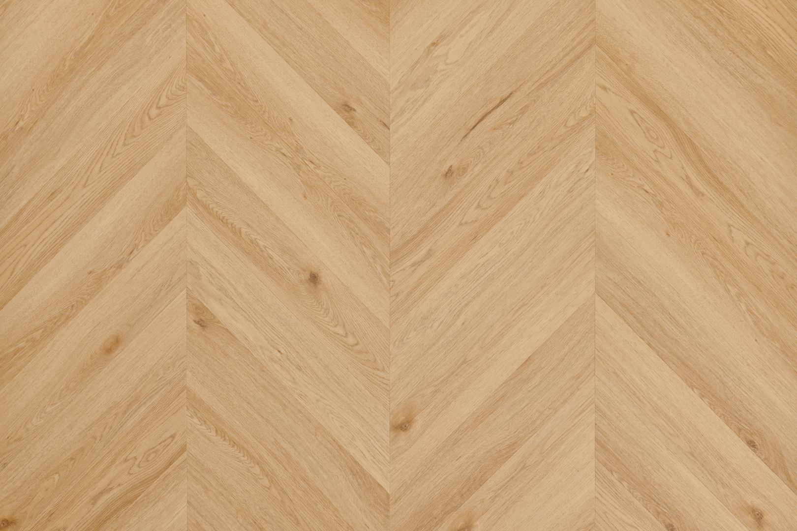 Yankee Oak