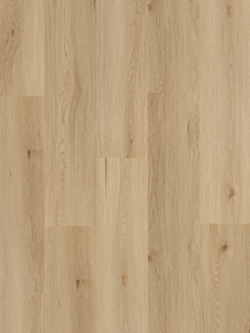 Yankee Oak